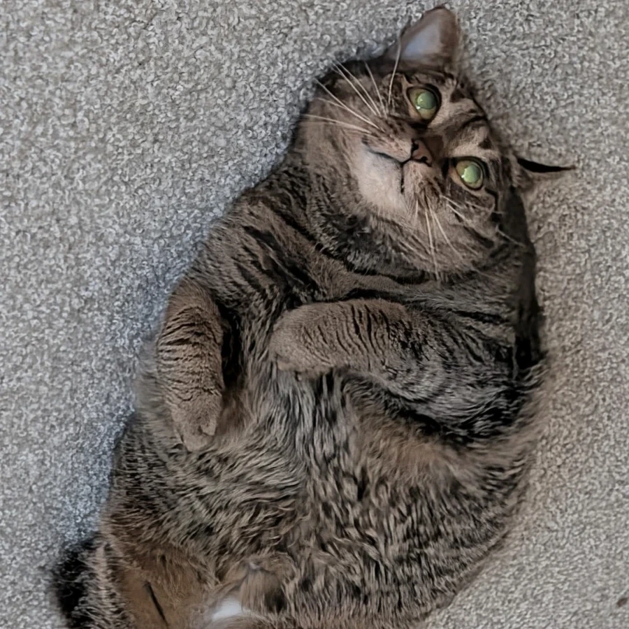 Norma the tabby cat lying on her back, looking at the camera